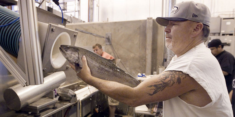 Illustration for article titled The Salmon Cannon Will Launch Live Fish Over Dams